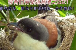 伯劳鸟饲养,从饲料到管理技巧详解