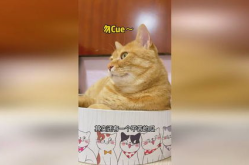 吃瓜猫娱乐,网络八卦文化的兴起与影响